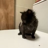 Chat loki à l adoption #2