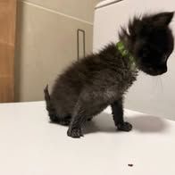 Chat loki à l adoption #3