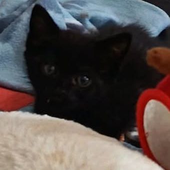Chat theia à l adoption