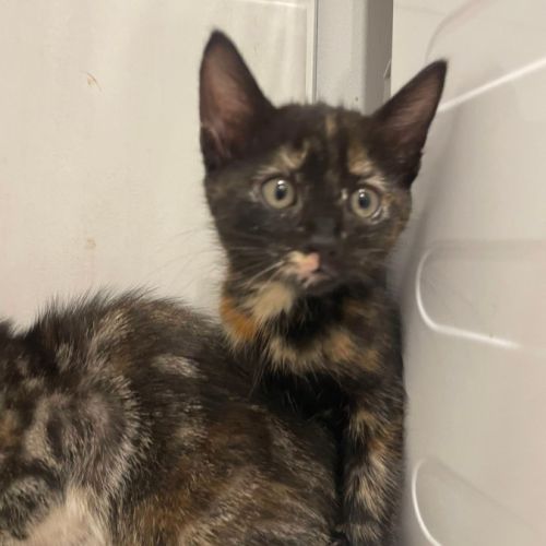 Chat kal'in à l adoption
