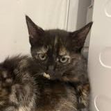 Chat kal'in à l adoption #2