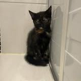 Chat kal'in à l adoption #3