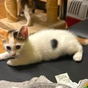 Chat pimprenelle à l adoption #2