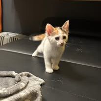 Chat pimprenelle à l adoption #3