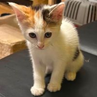 Chat pimprenelle à l adoption