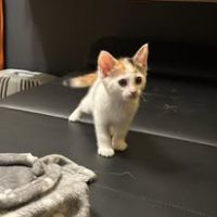 Chat pimprenelle à l adoption #3