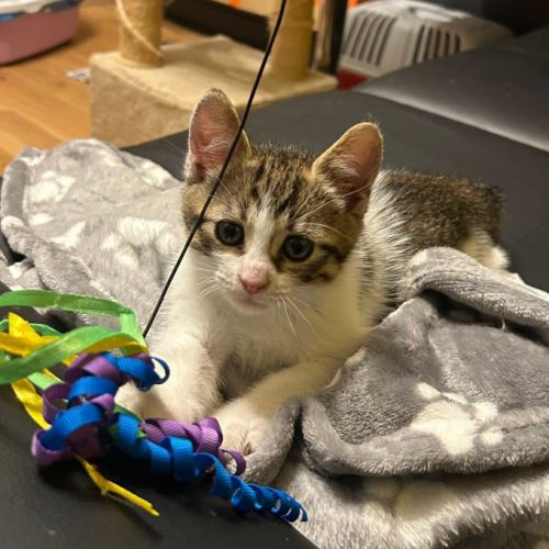 Chat ugo à l adoption