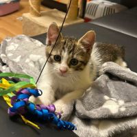 Chat ugo à l adoption