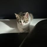 Chat ugo à l adoption #2
