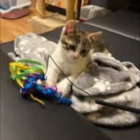 Chat ugo à l adoption #3