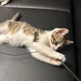 Chat ugo à l adoption #4