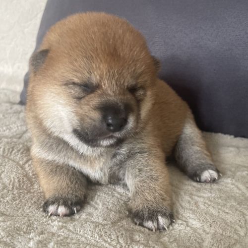 Chiots shiba inu lof #1