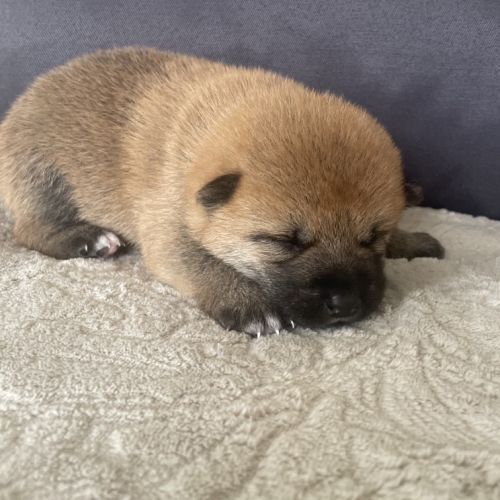 Chiots shiba inu lof #2