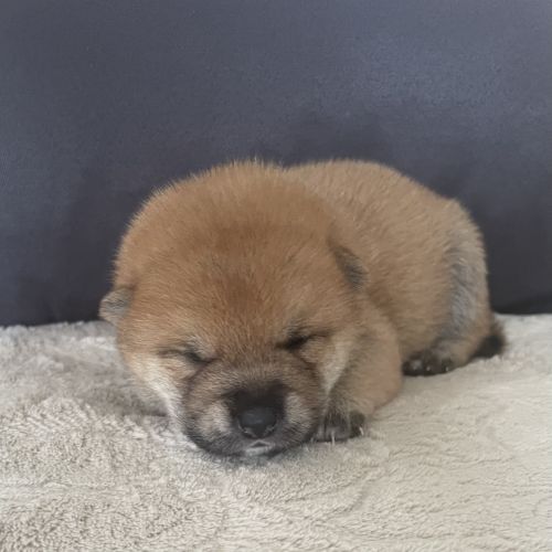 Chiots shiba inu lof #3