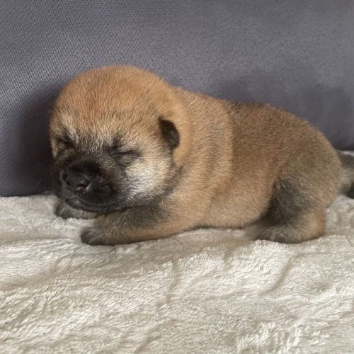 Chiots shiba inu lof #4