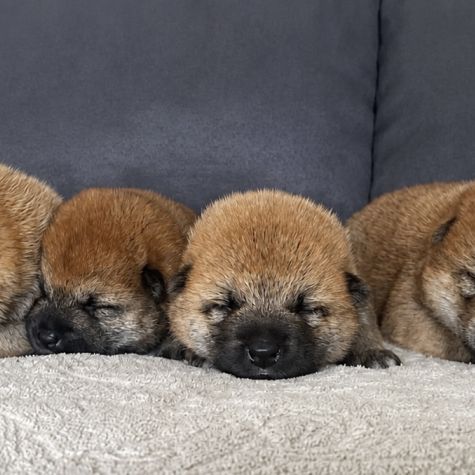 Chiots shiba inu lof #0