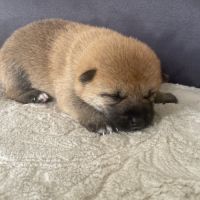 Chiots shiba inu lof #2