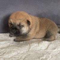 Chiots shiba inu lof #4