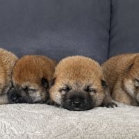 Chiots shiba inu lof