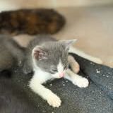 Chat rozo à l adoption #2