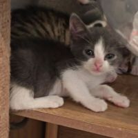 Chat rozo à l adoption #0