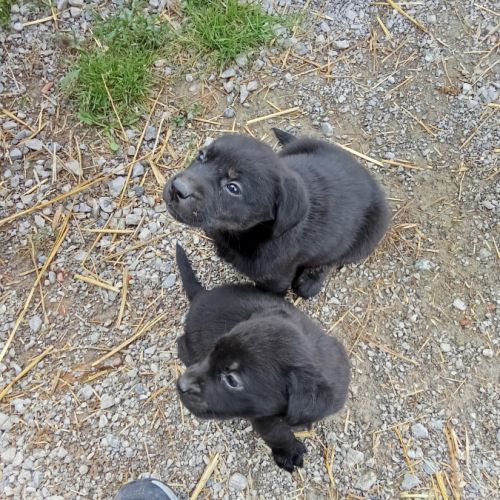 Élevage de la rosière labrador #3