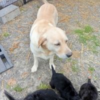 Élevage de la rosière labrador #2