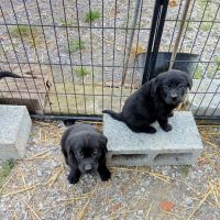 Élevage de la rosière labrador #0