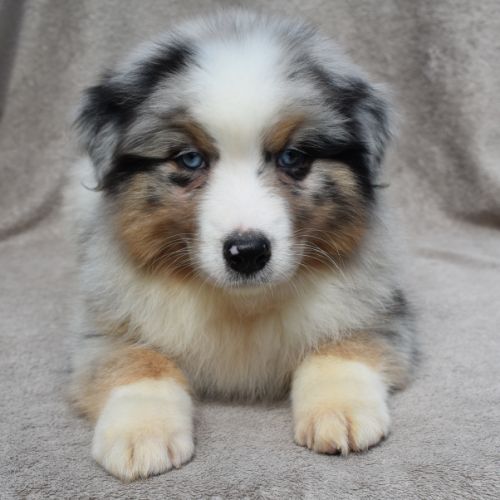 Chiots berger australien lof #1