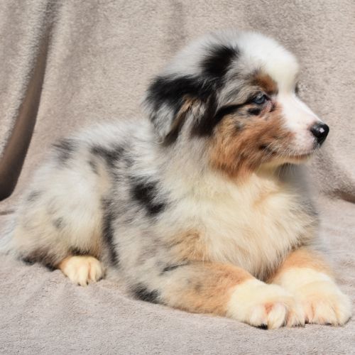 Chiots berger australien lof #3