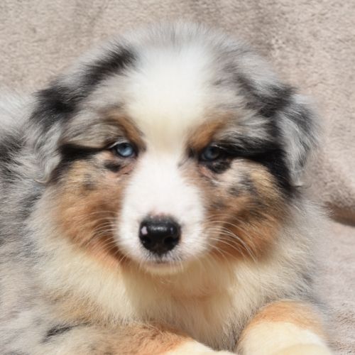 Chiots berger australien lof #4