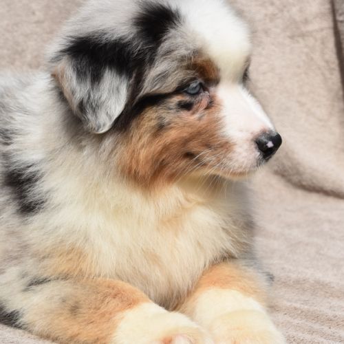 Chiots berger australien lof #0