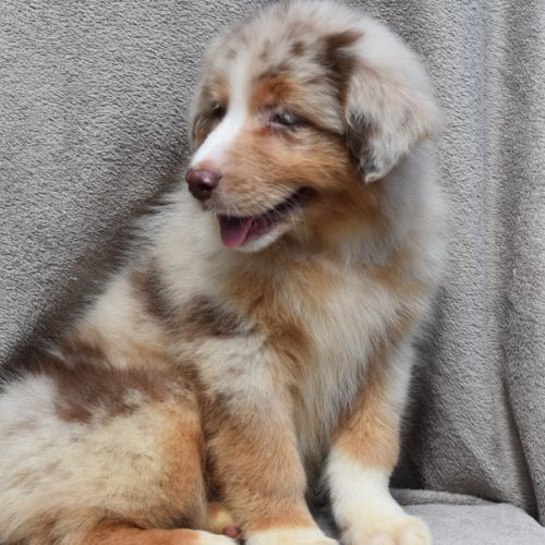 Chiots berger australien lof #6