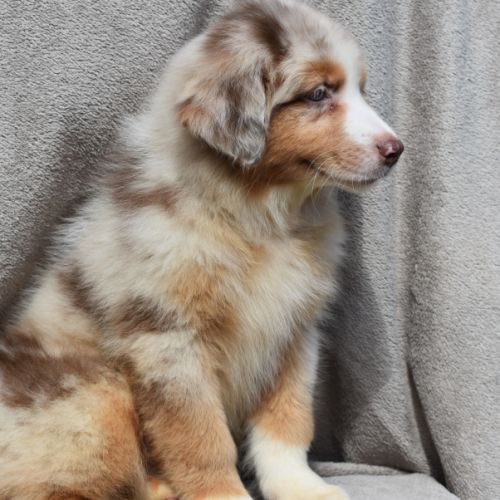 Chiots berger australien lof #7