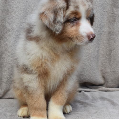 Chiots berger australien lof #9