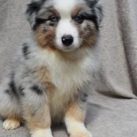 Chiots berger australien lof #2