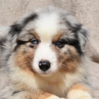 Chiots berger australien lof #4