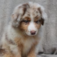Chiots berger australien lof #8