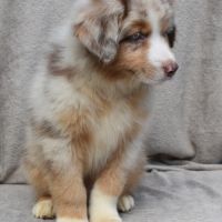 Chiots berger australien lof #9