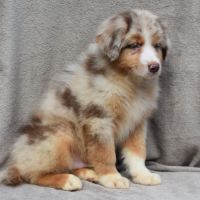 Chiots berger australien lof #10