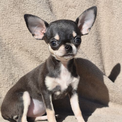 Chiots chihuahua lof #0