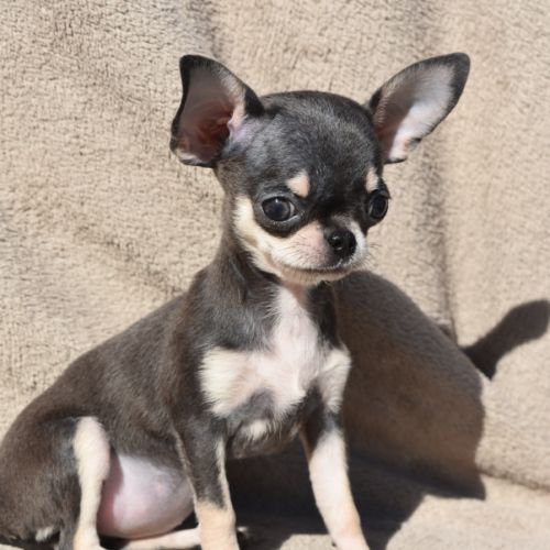 Chiots chihuahua lof #2