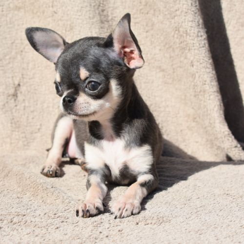 Chiots chihuahua lof #3