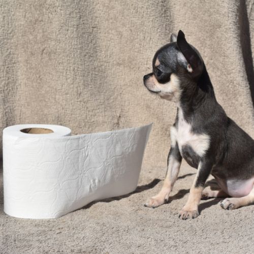 Chiots chihuahua lof #5