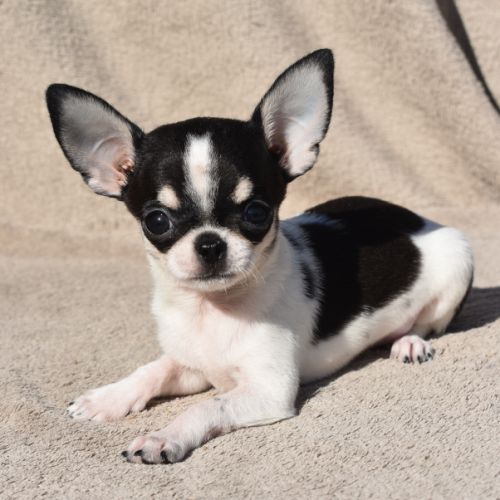 Chiots chihuahua lof #6
