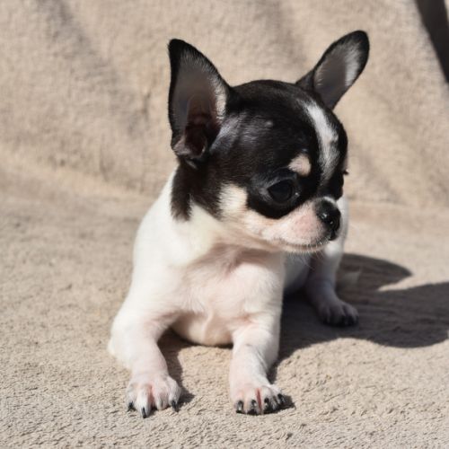 Chiots chihuahua lof #7