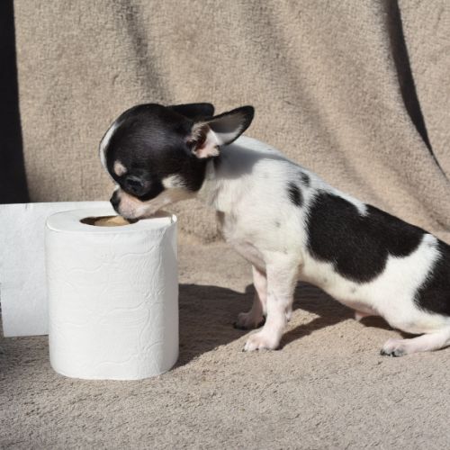 Chiots chihuahua lof #9