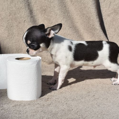 Chiots chihuahua lof #10