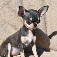 Chiots chihuahua lof #2