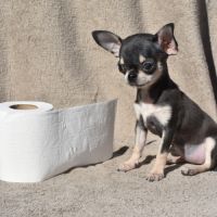 Chiots chihuahua lof #4